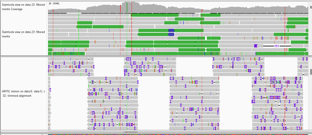 Read mapping of reads from SARS-CoV-2 isolates, showing SNVs as coloured vertical lines in the reads